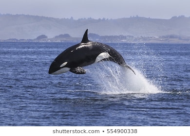 killer-whale-orcinus-orca-260nw-554900338