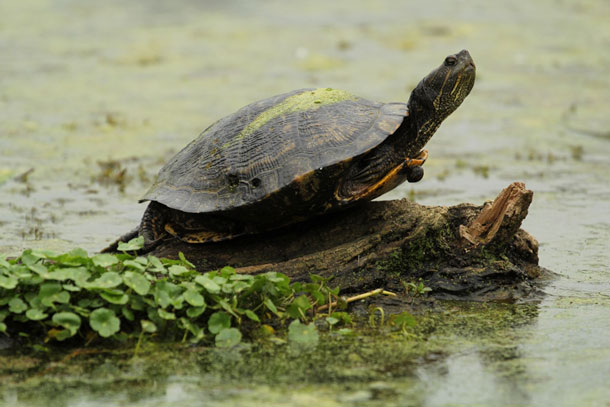 nativestories_turtles