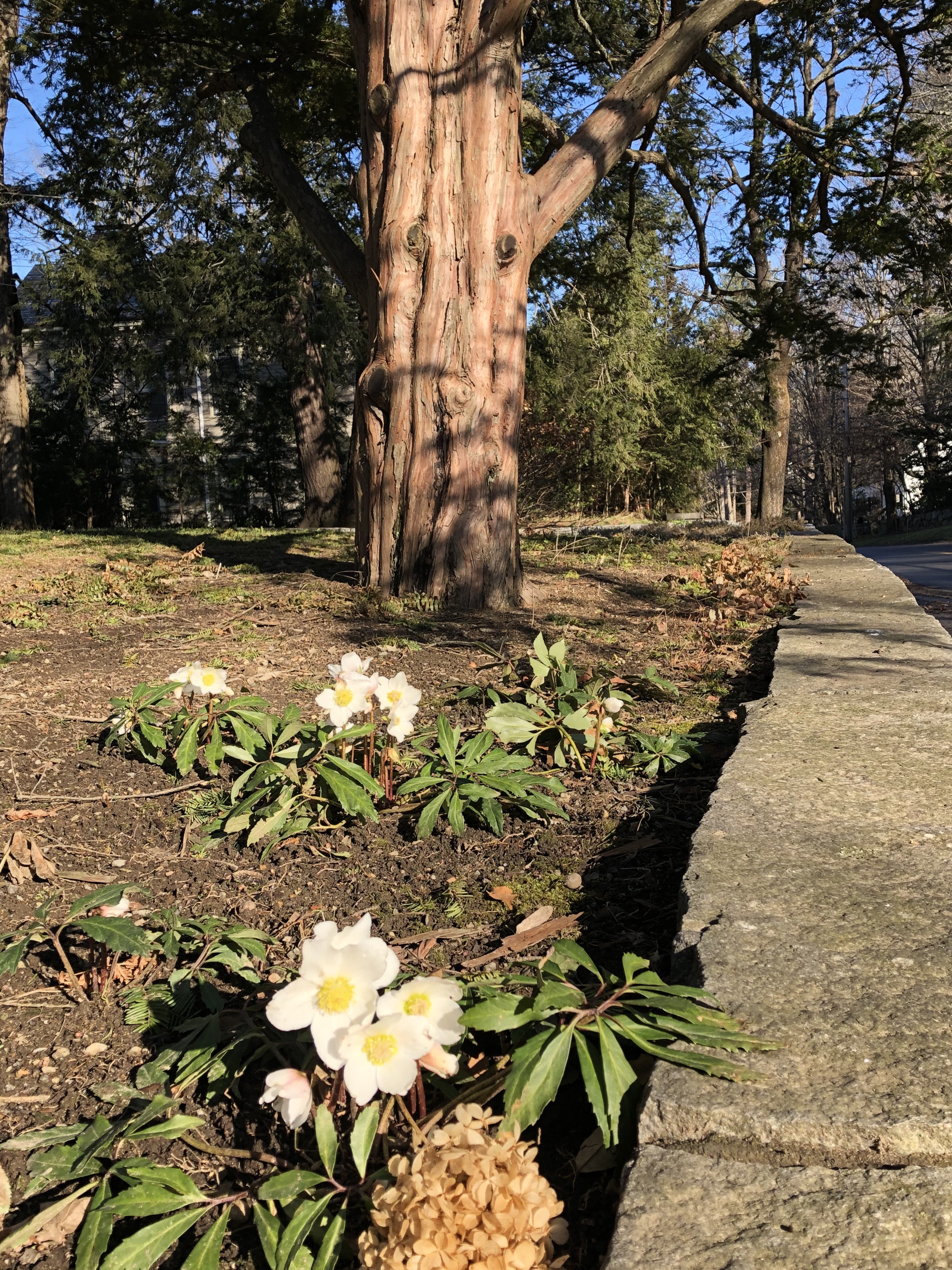 011520-astonished-hellabore-in-January