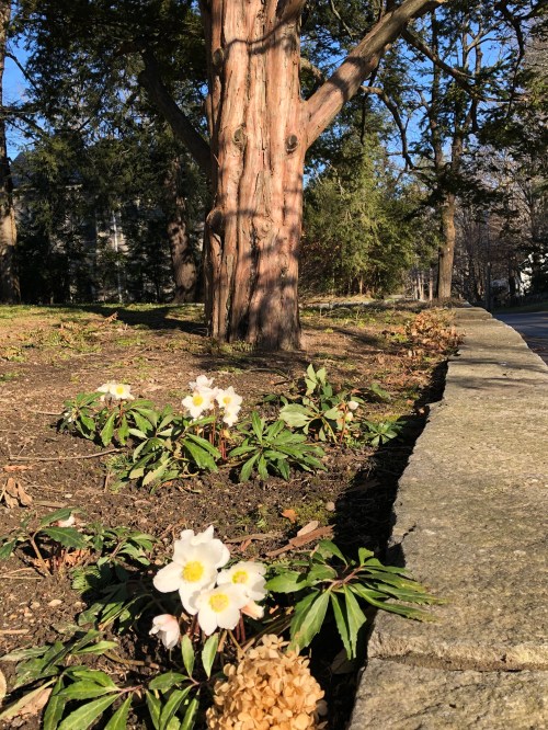 011520-astonished-hellabore-in-January