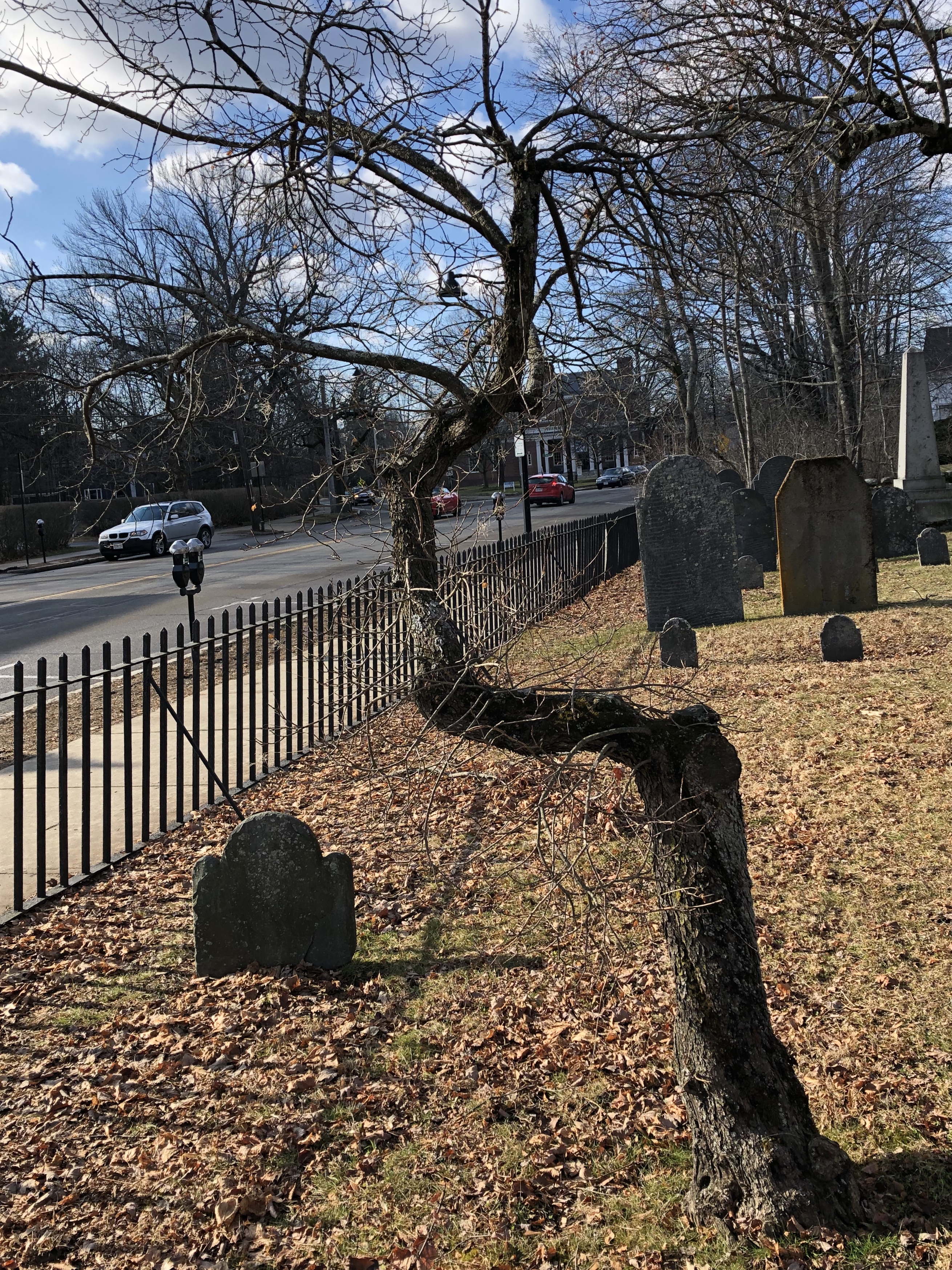 011520-blasted-graveyard-tree