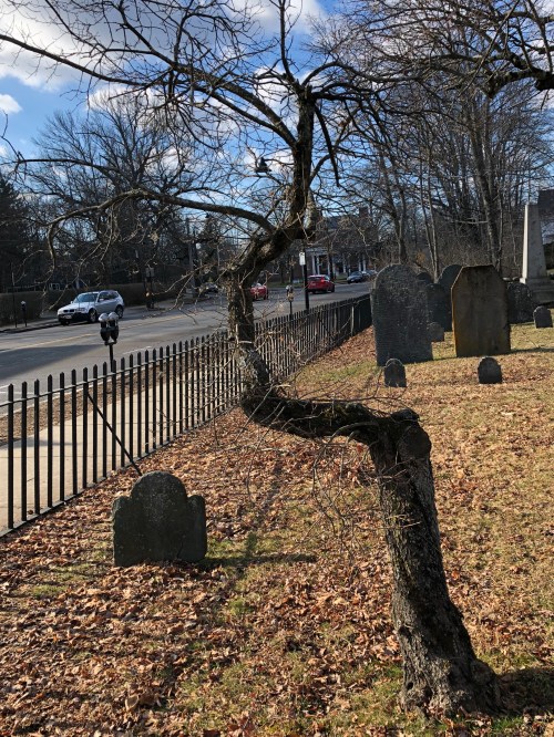 011520-blasted-graveyard-tree