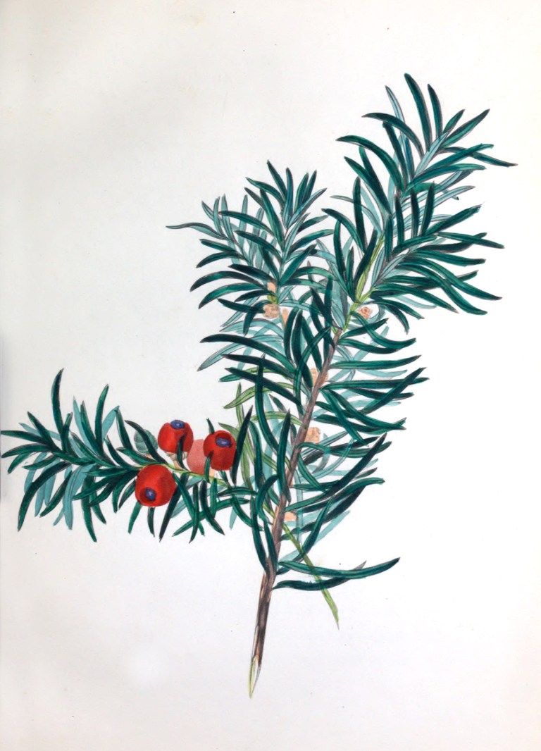 spiritofthewoods_yew_s6