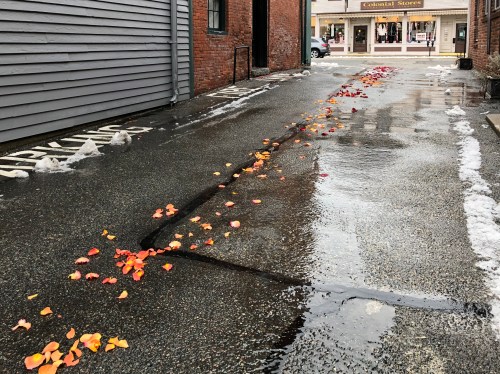 021320-rose-petal-path-to-florist