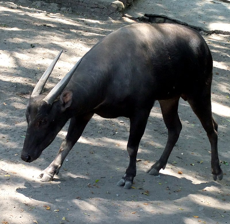 800px-anoa_bubalus_depressicornis_surabaya_zoo