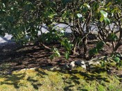 033120-shadows-on-grass-straight-view