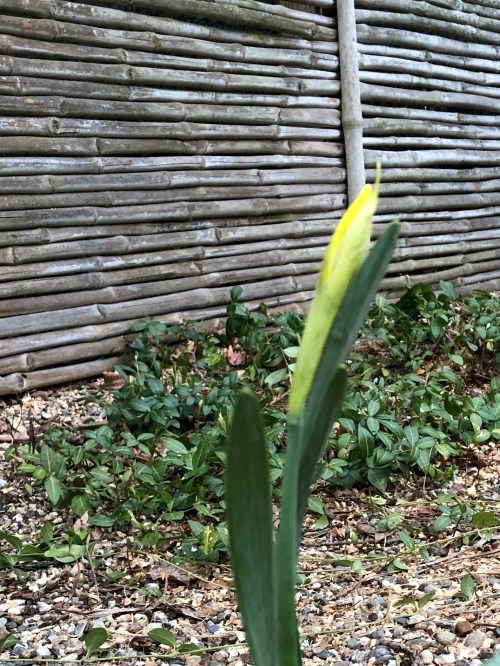 040120-daffodil
