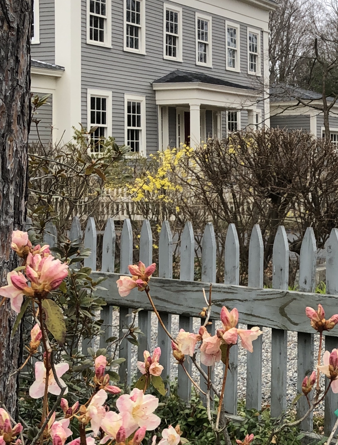 040220-flowering-bushes