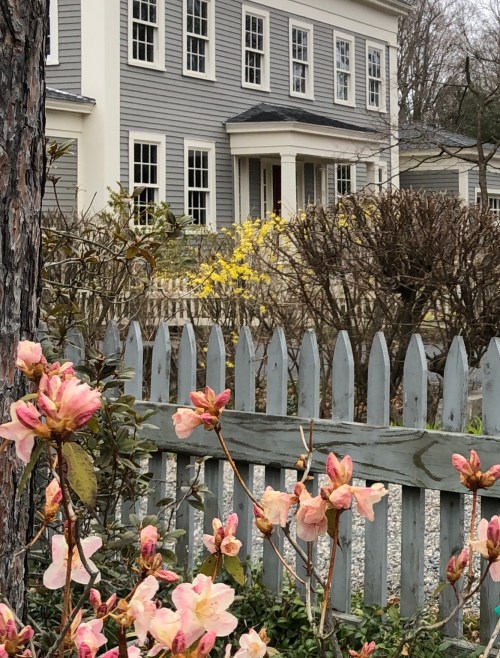 040220-flowering-bushes