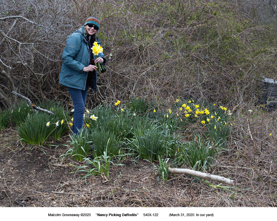 040420-poet-NWG-picks-BI-daffodils