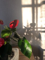 040620-red-green-shadows