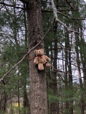040820-are-there-bears-in-the-woods?