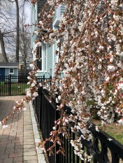 040820-flowering-cherry-at-neighbor