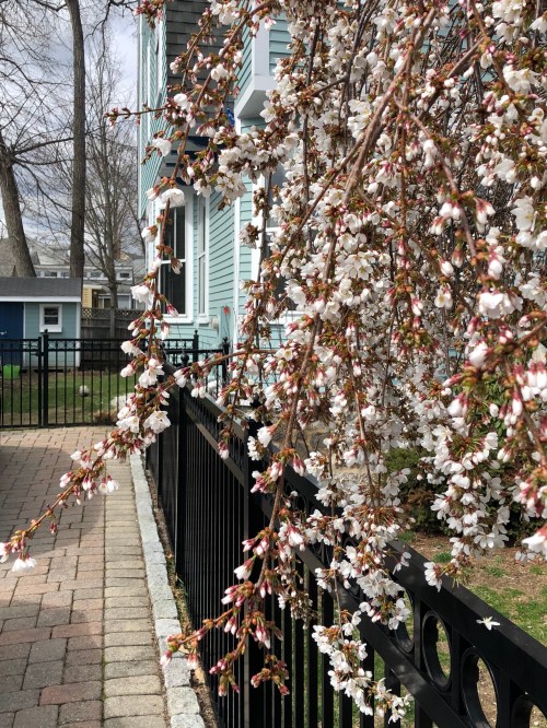 040820-flowering-cherry-at-neighbor