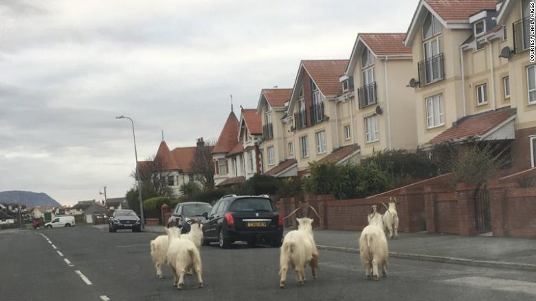 200331092911-02-wild-goats-wales-coronavirus-exlarge-169