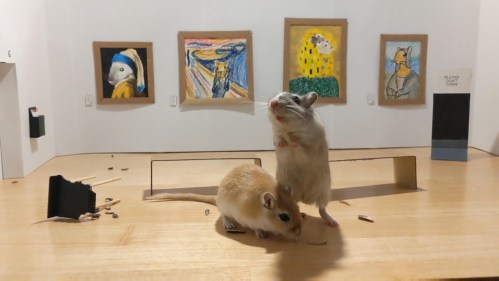 gerbil-museum-2-1080x607-1