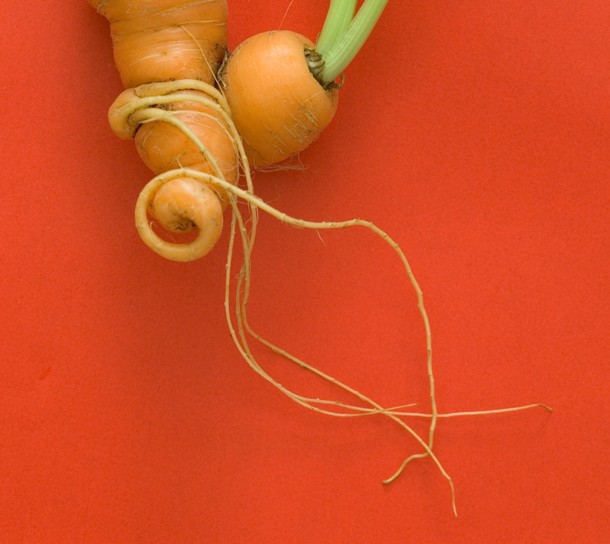 produce_carrot