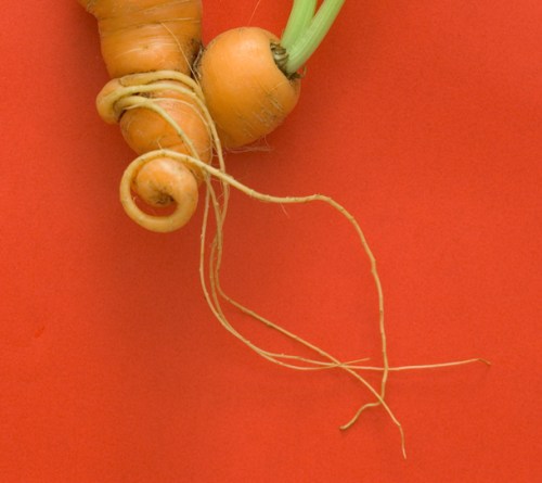 produce_carrot