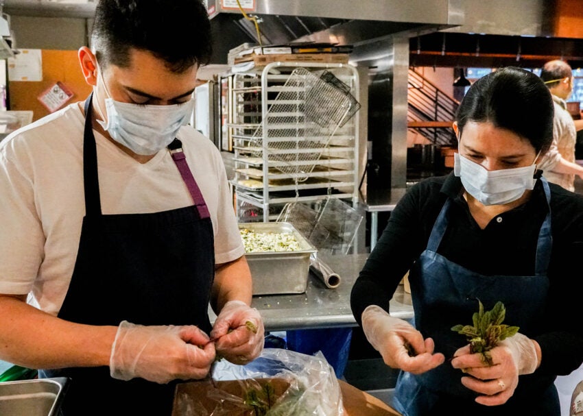 roberto-andrea-herbs-by-tclarge