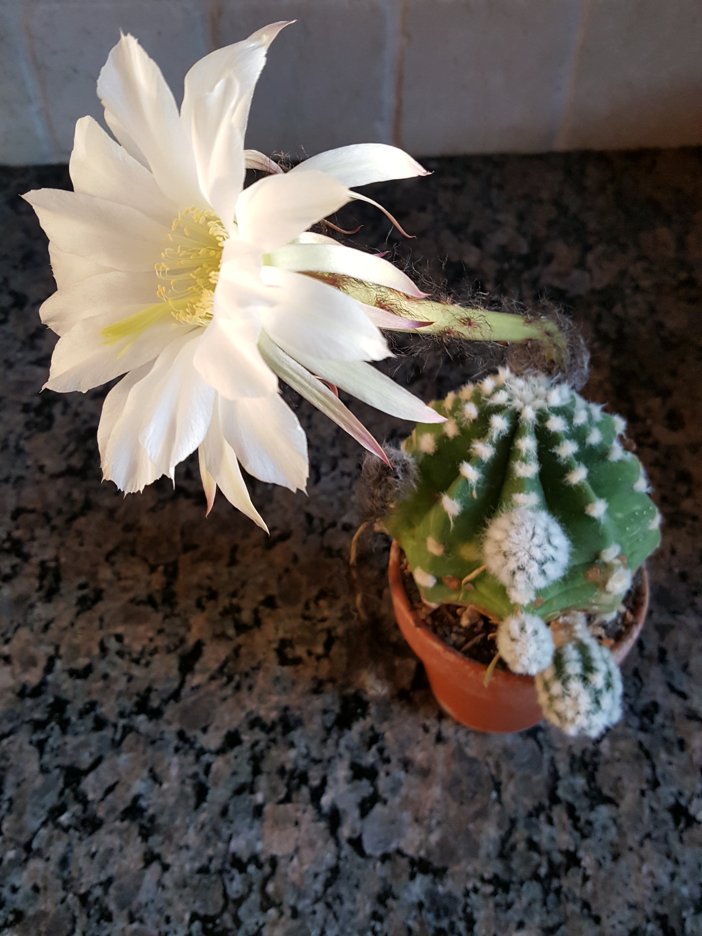 041720-second-bloom-by-Kristina-Joyce