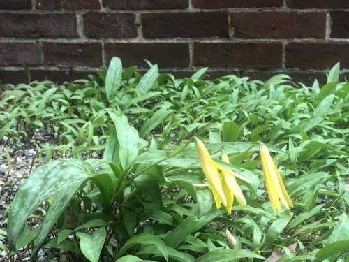 041820-trout-lily