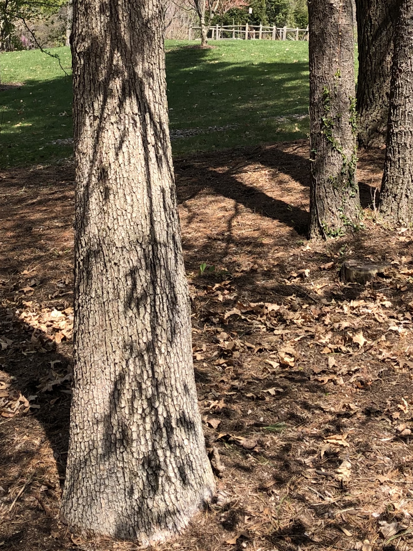 042240-shadow-on-tree