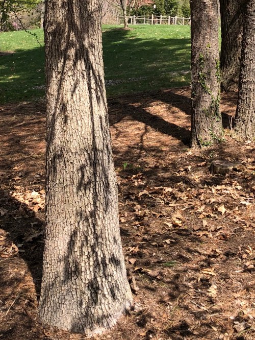 042240-shadow-on-tree