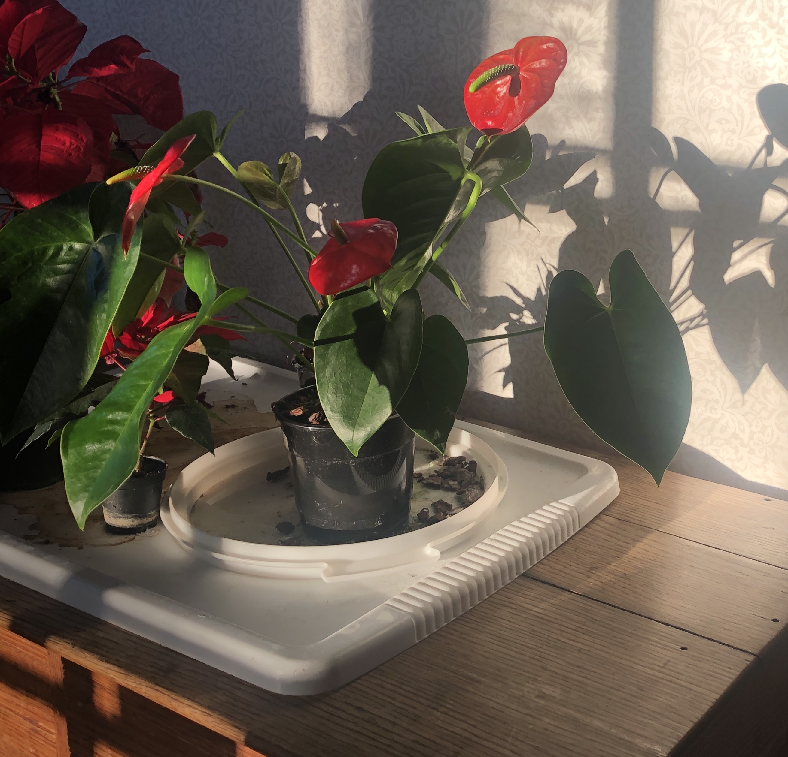 050220-anthurium-red-leaves-shadow