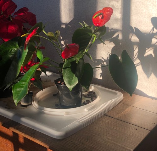 050220-anthurium-red-leaves-shadow