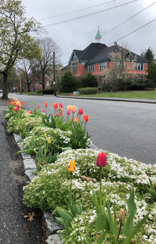 050220-tulips-on-Stow-Street