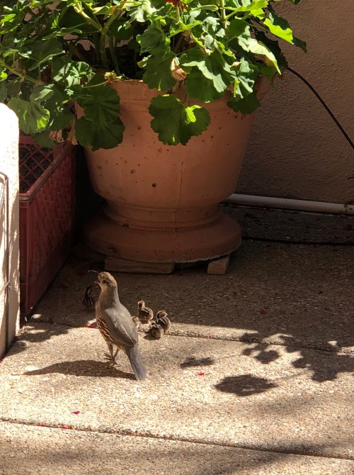 050320-baby-quail-photographer-Susan