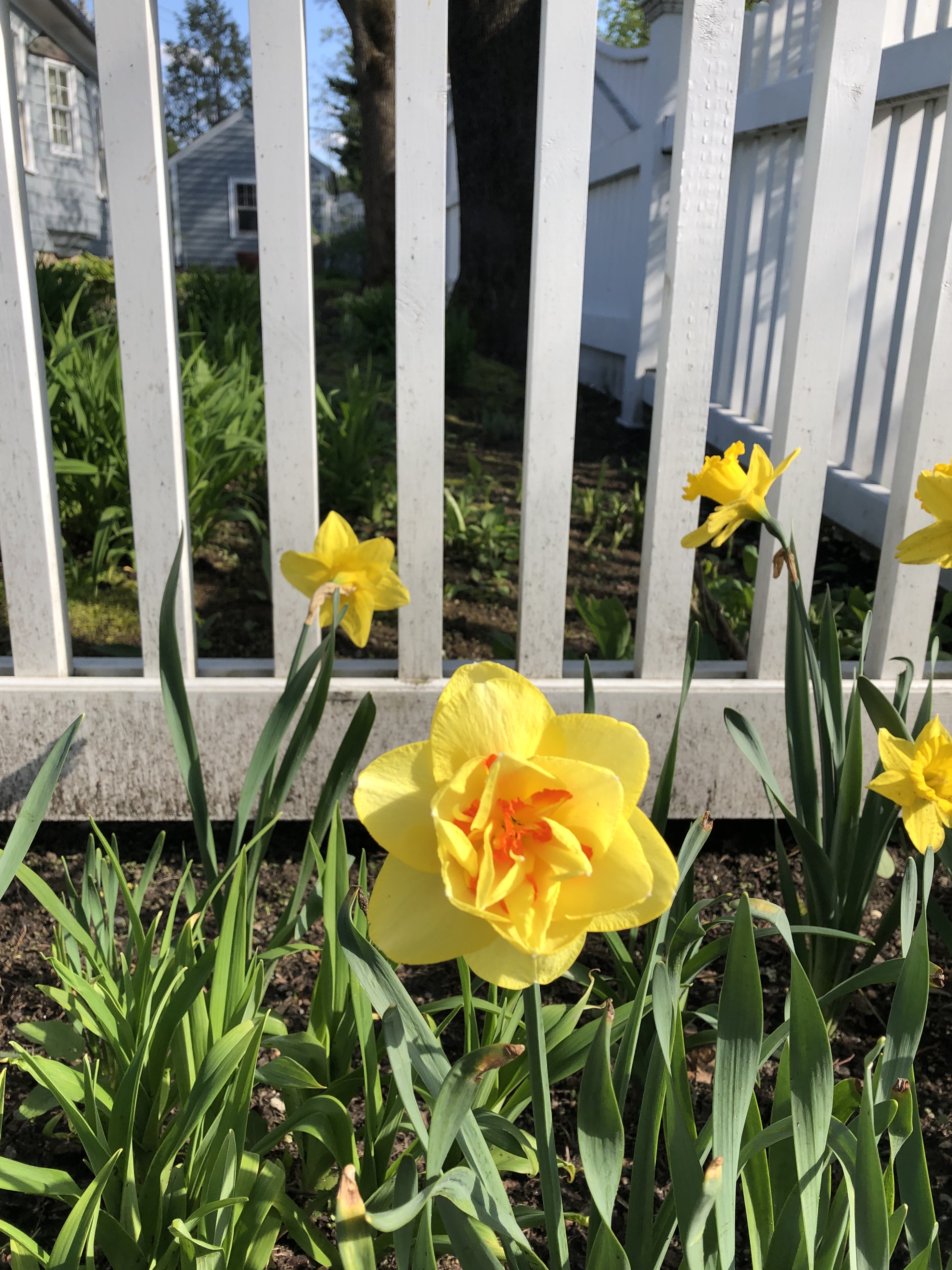 050320-double-daffodil