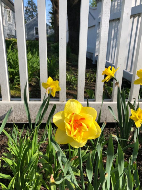 050320-double-daffodil