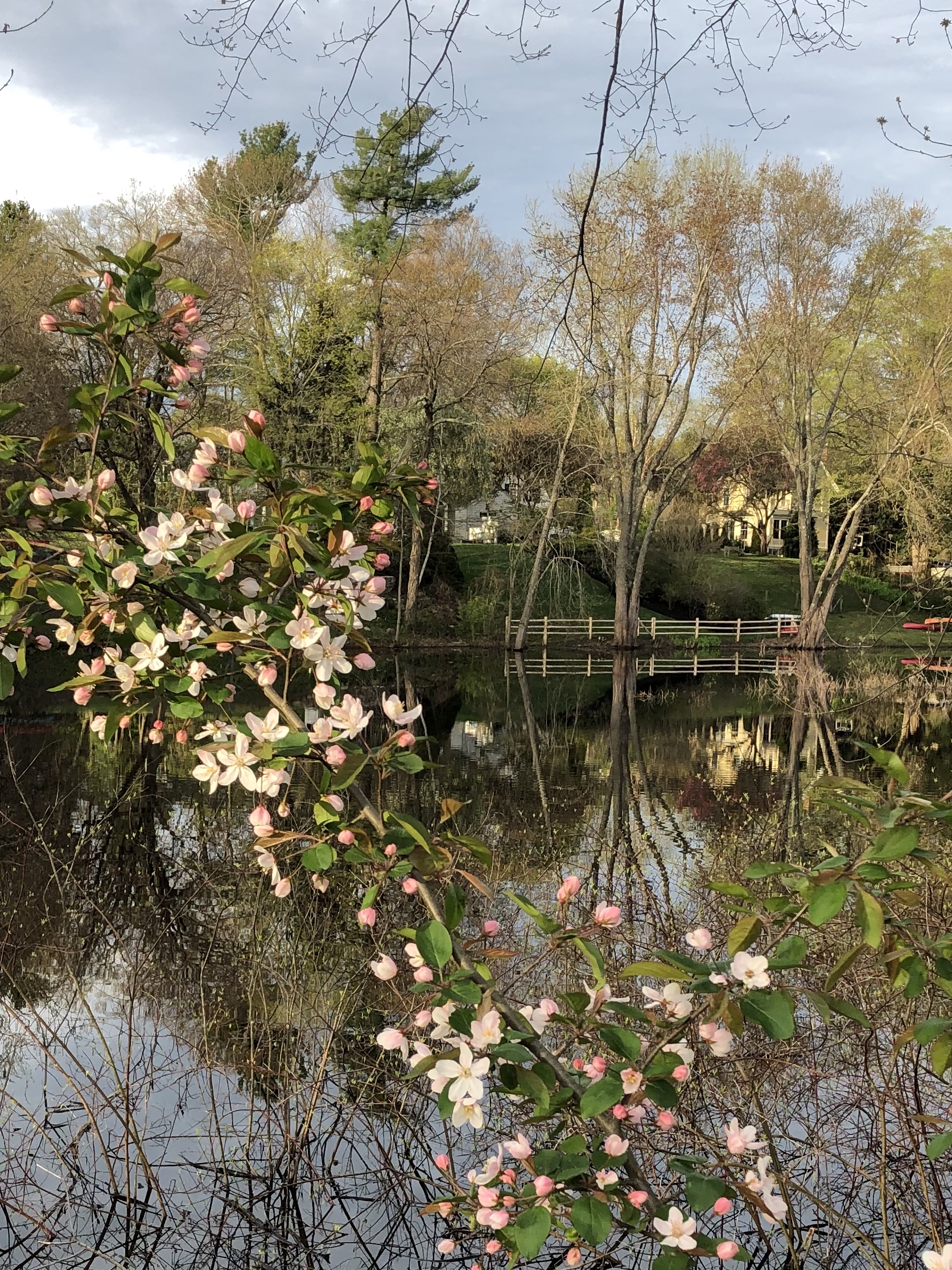 050420-apple-blossoms-by-Sudbury-River
