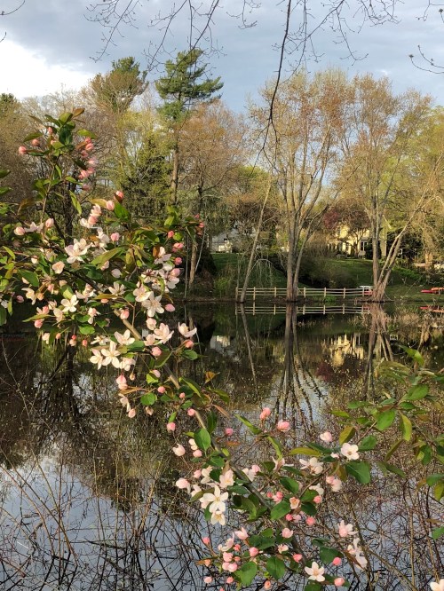 050420-apple-blossoms-by-Sudbury-River