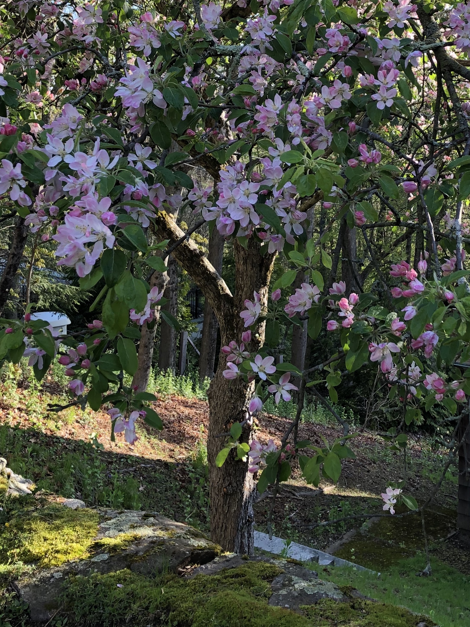 050720-flowering-tree-ConcordMA