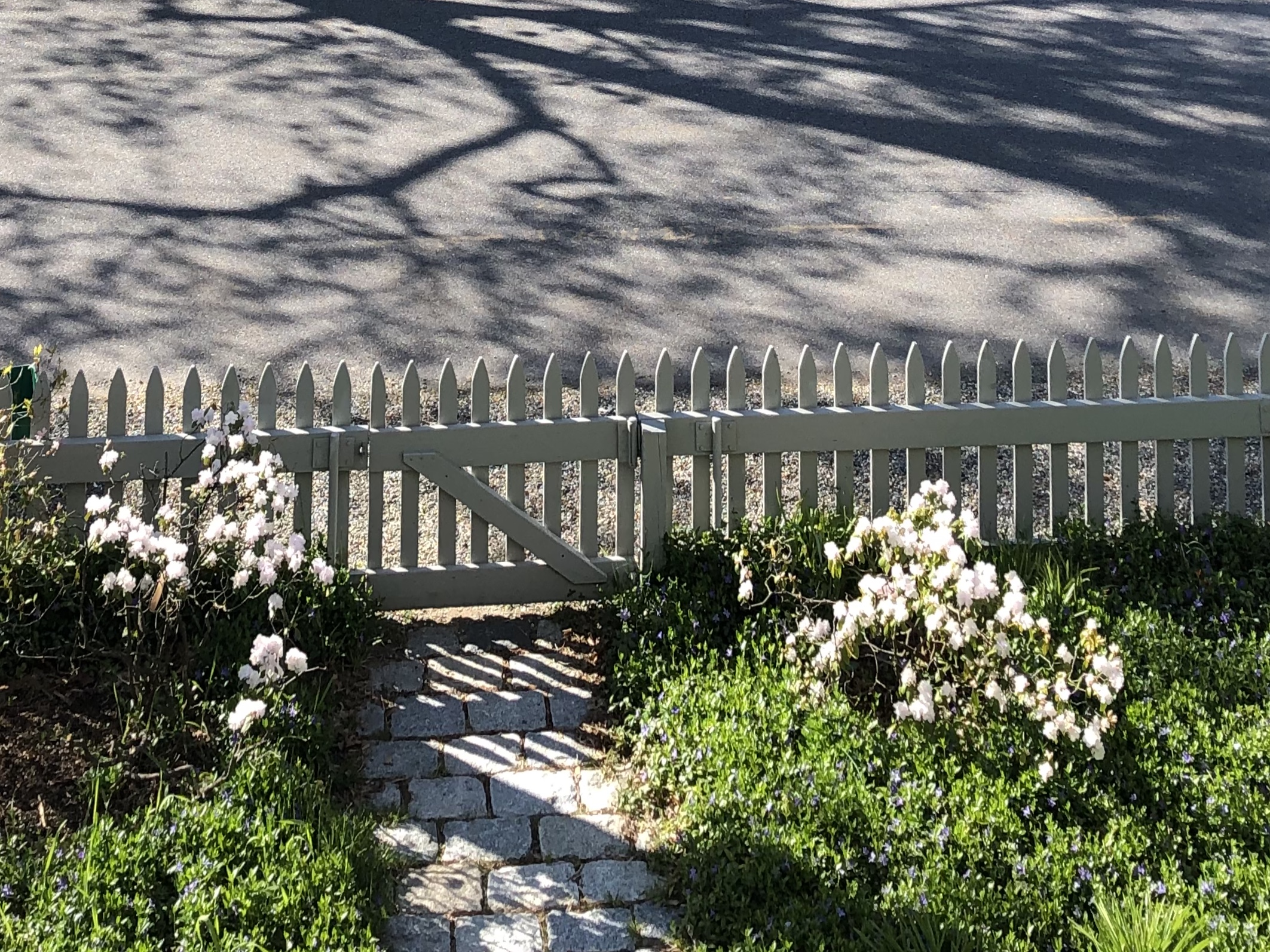 050820-white-rhododendrons-and-shadows