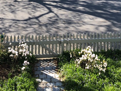050820-white-rhododendrons-and-shadows