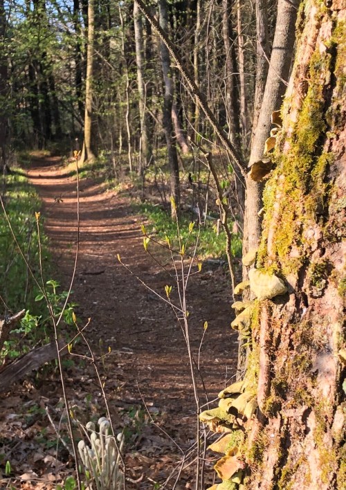 051120-ferns-and-fungus