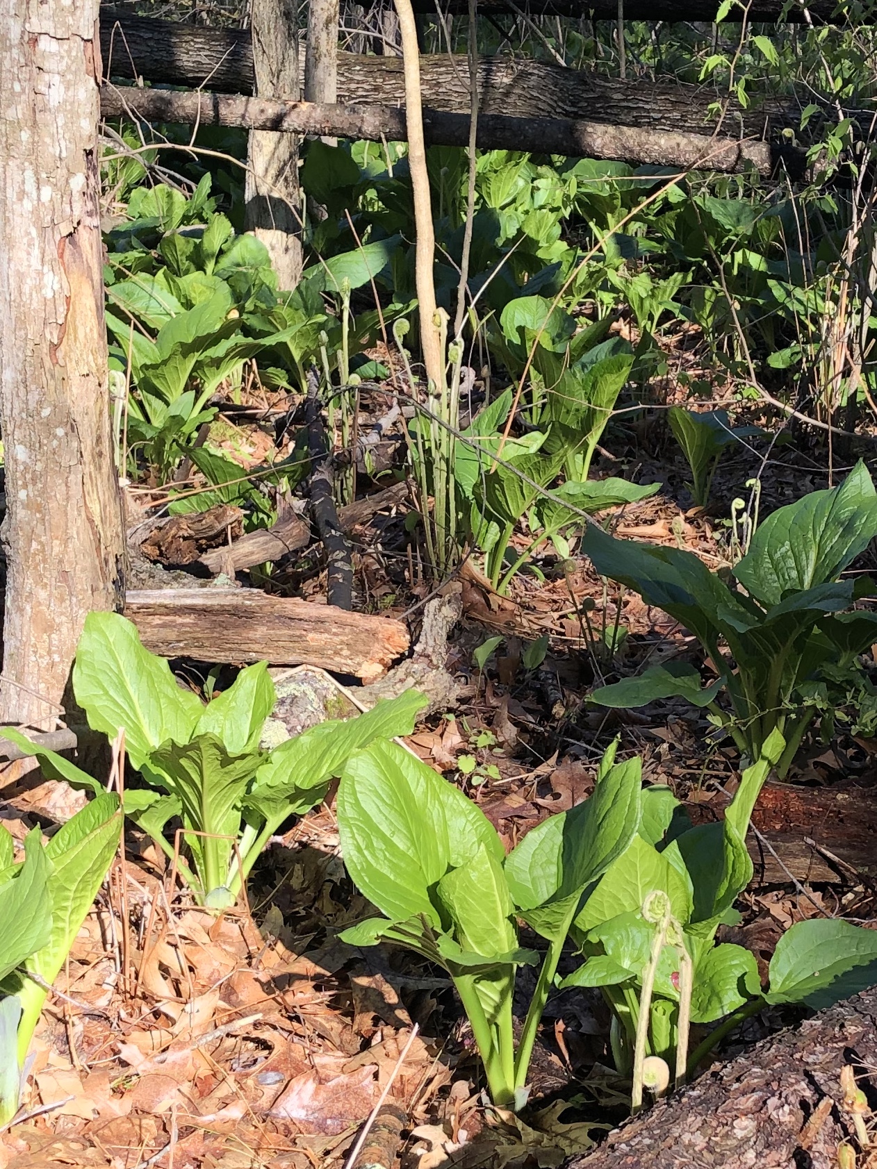 051220-skunk-cabbage