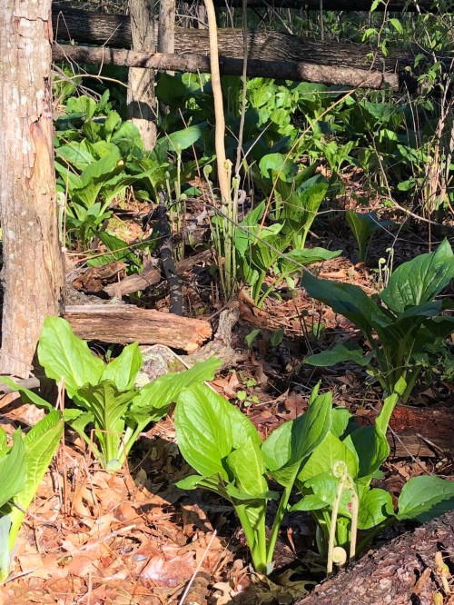 051220-skunk-cabbage