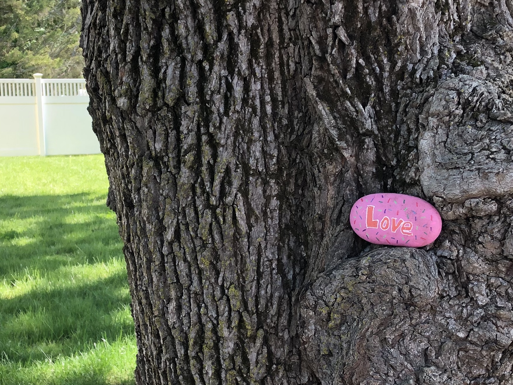 052020-kindness-rock-in-tree