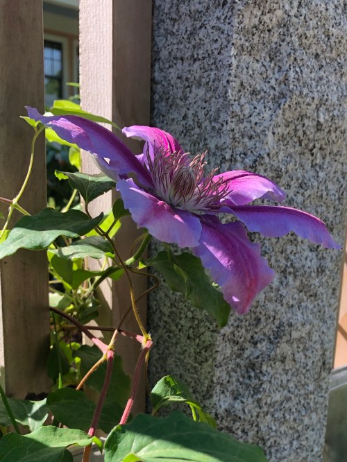 060220-purple-clematis