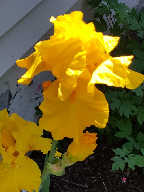 20200530-iris-by-Kris-Joyce