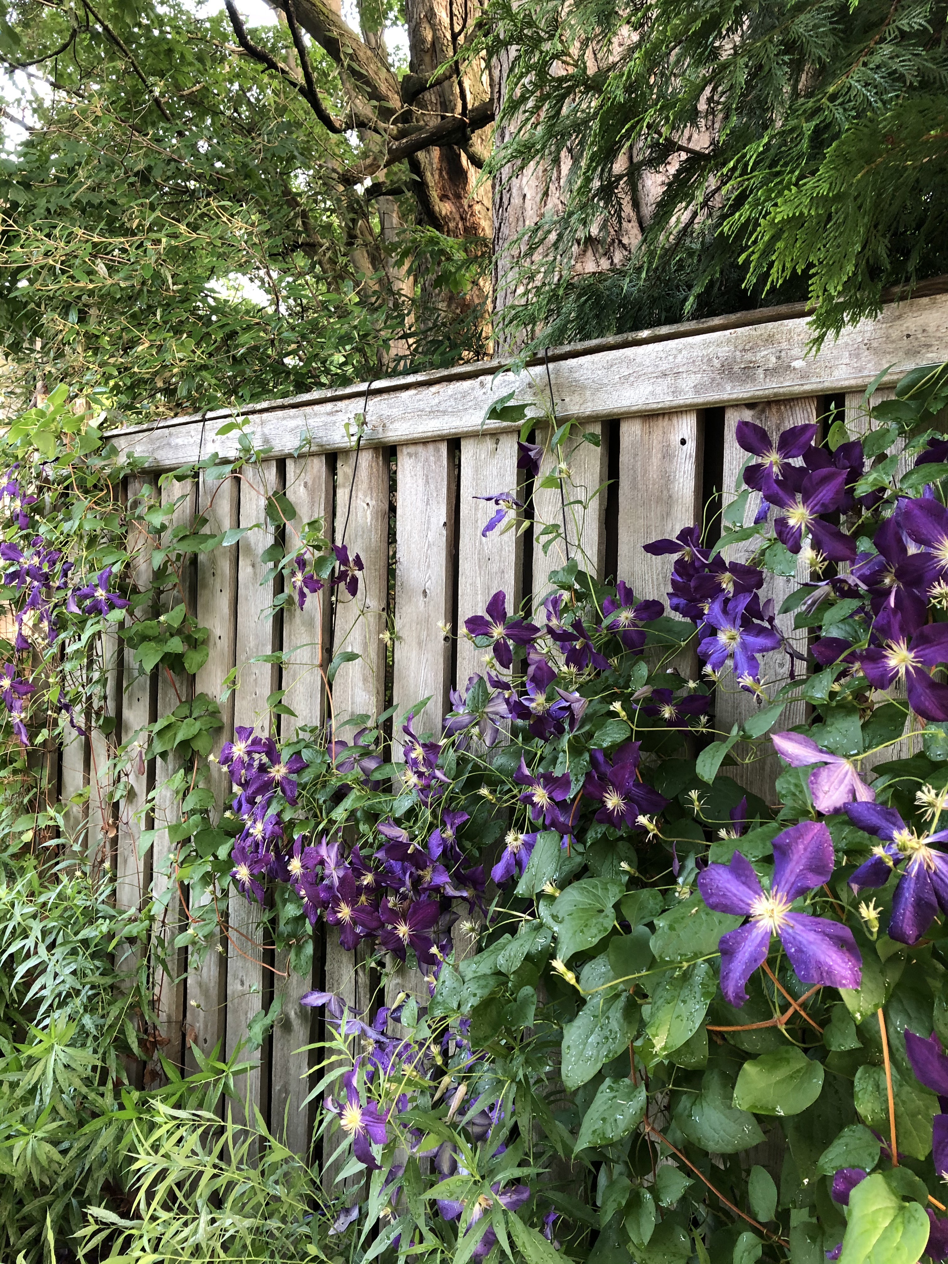 070320-purple-clematis