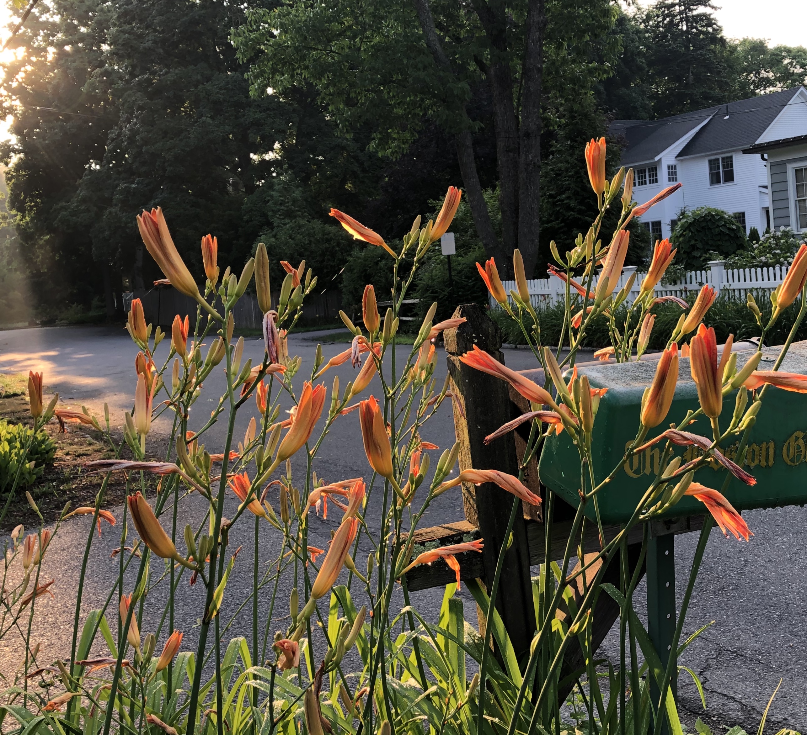 070320-sun-on-day-lilies