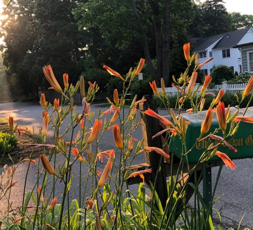 070320-sun-on-day-lilies