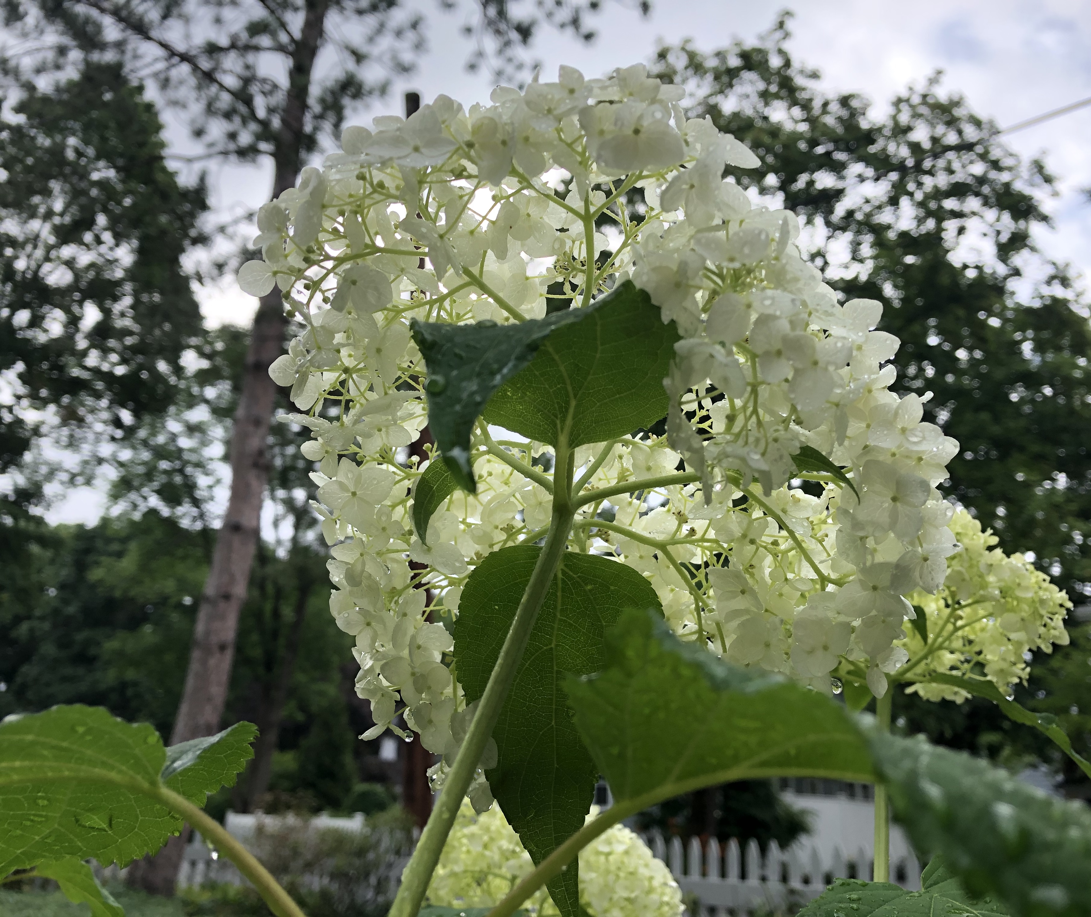 070620-under-white-hydrangea