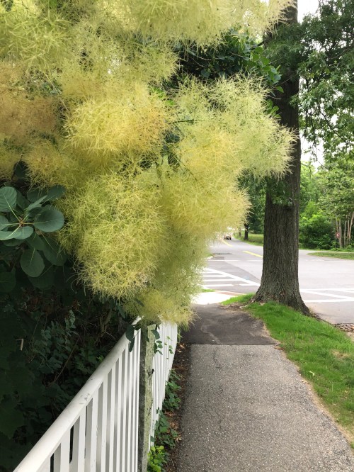 070820-smokebush-ConcordMA