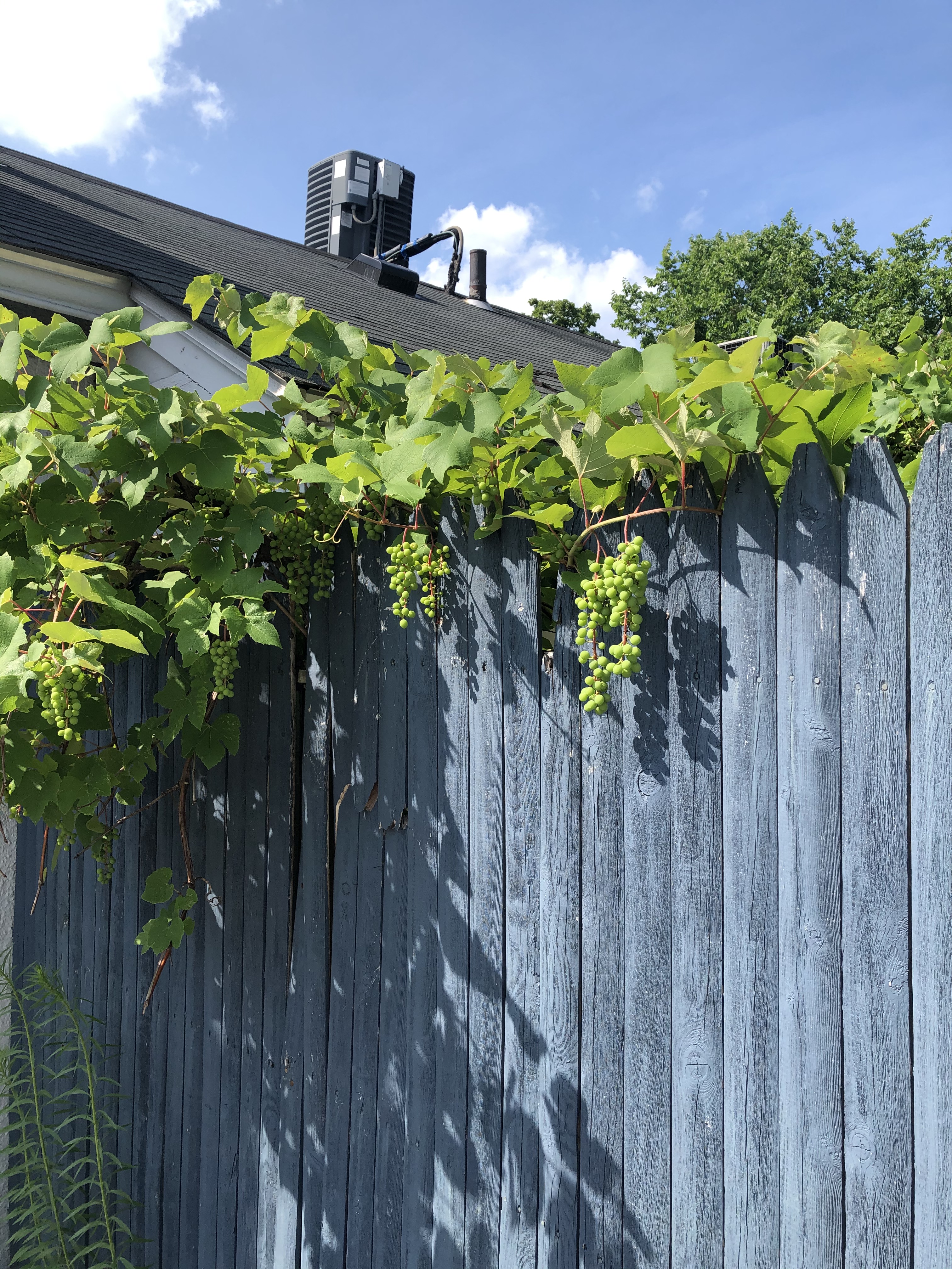 070920-grapes-on-gray-fence